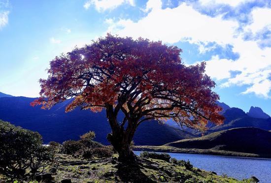 互免签证后新加坡旅游热度大涨,“新马泰”已全部对中国免签
